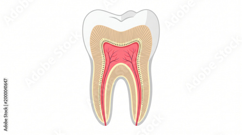 Human tooth anatomy cross section with enamel dentin and pulp layers