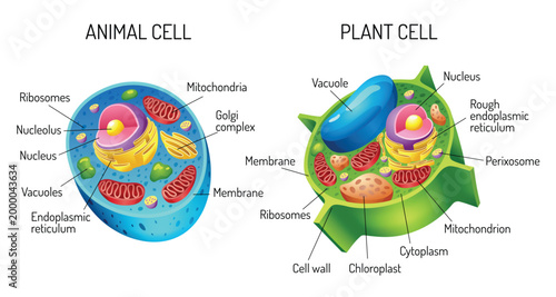 A detailed comparison of diagrams illustrating the differences between animal and plant cells