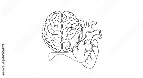Human Brain and Heart Anatomy Illustration.