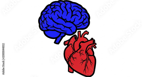 Human Brain and Heart Connection Symbolizing Thought and Emotion.