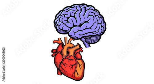 Human Brain Connected to Human Heart Anatomy Illustration.