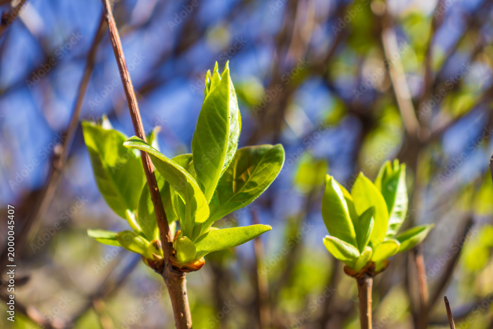 Fototapeta premium Close-up of young green leaves growing on tree branches in sunlight. Concept of spring season, nature renewal, growth, and fresh natural environment