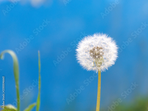 dandelion on blue background