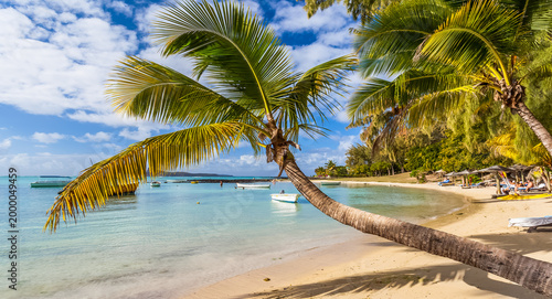 Obraz na płótnie Cocotier penché sur plage de l’île Maurice