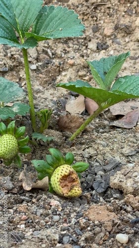 Green Unripe Strawberry with Slug Pest Damage Growing in Garden Soil, Organic Gardening Problem Video