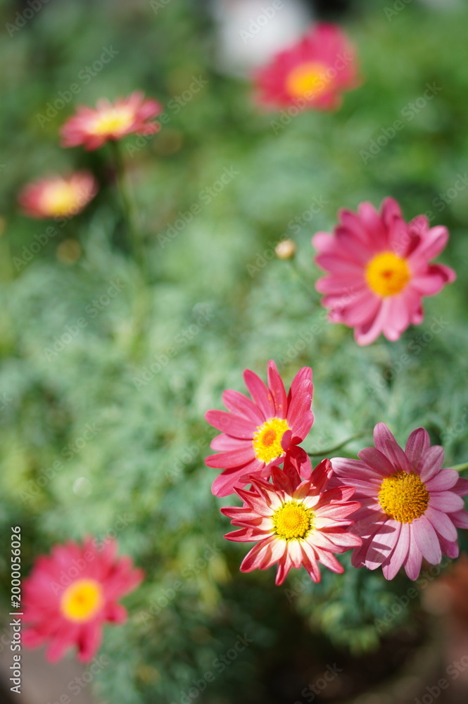 Fototapeta premium pink and yellow flowers