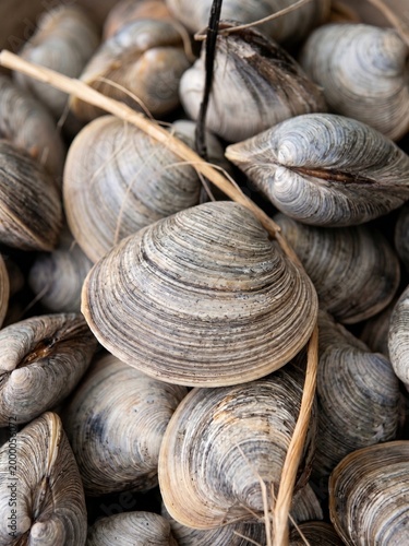 Detailed view of grey clams with natural textures, surrounded by straw. Fresh, organic seafood displayed in a rustic and earthy setting.