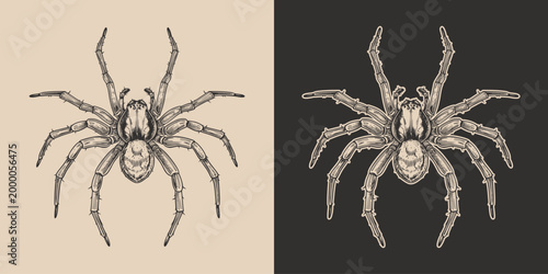 Vintage retro engraving woodcut style sketch draw paint of scary halloween spider top view