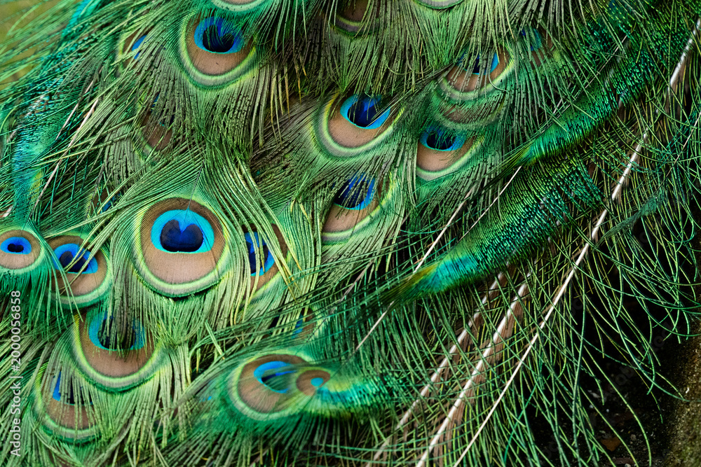 Fototapeta premium close up of peacock feather