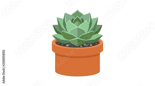 A green succulent plant sits in a terracotta pot on a plain white background