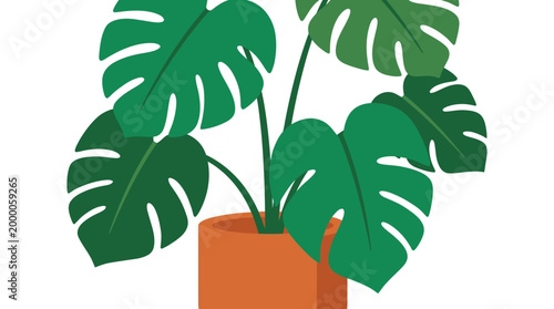 A potted Monstera deliciosa plant with large green leaves sits in an orange pot on a white background