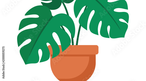 A potted Monstera plant with large green leaves sits in a terracotta pot on a plain white background