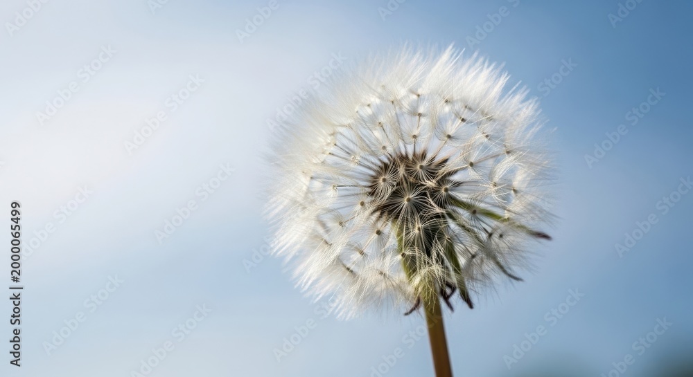 Fototapeta premium Delicate Dandelion Seed Head in Soft Sunlight