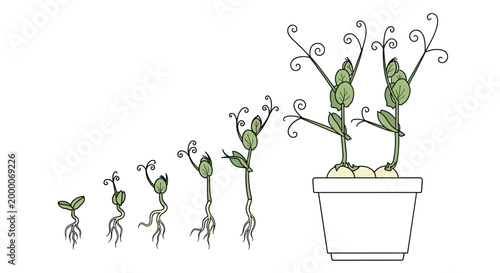 Growth stages of a pea plant from a small seed to a fully developed plant with leaves and tendrils growing in a white flower pot.
