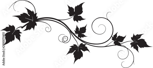 Black silhouette of curly vine with leaves on white