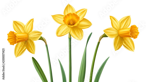 Three bright yellow daffodils with green stems and leaves, isolated on transparent background.