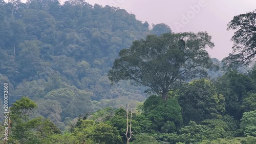 Giant Tropical Tree Towering Above Dense Rainforest Canopy