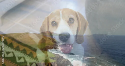 Obraz Gazing beagle-type dog posing center indoors, blending with ocean, tiled floor and patterned throw