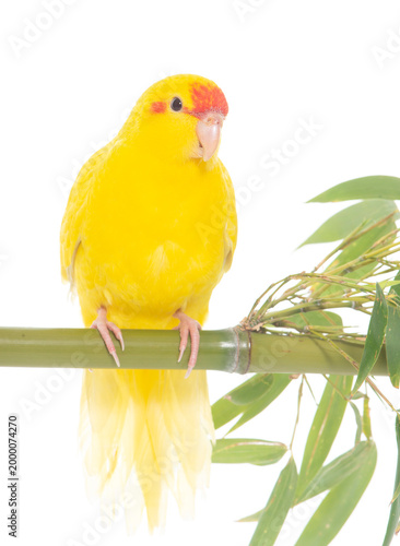 Photography Red-fronted Kakariki parakeet