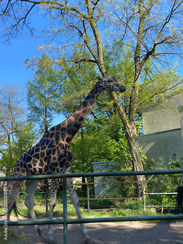 Photography giraffe in the park
