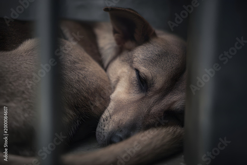 Obraz w ramie 犬のかわいそうで悲しい表情。檻の中で保護犬里親募集のコンセプト