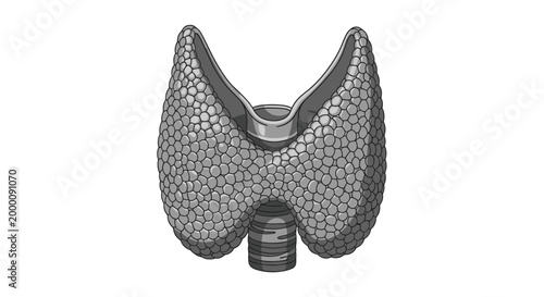 Anatomical illustration of the human thyroid gland shows its lobulated structure and position around the trachea in grayscale.