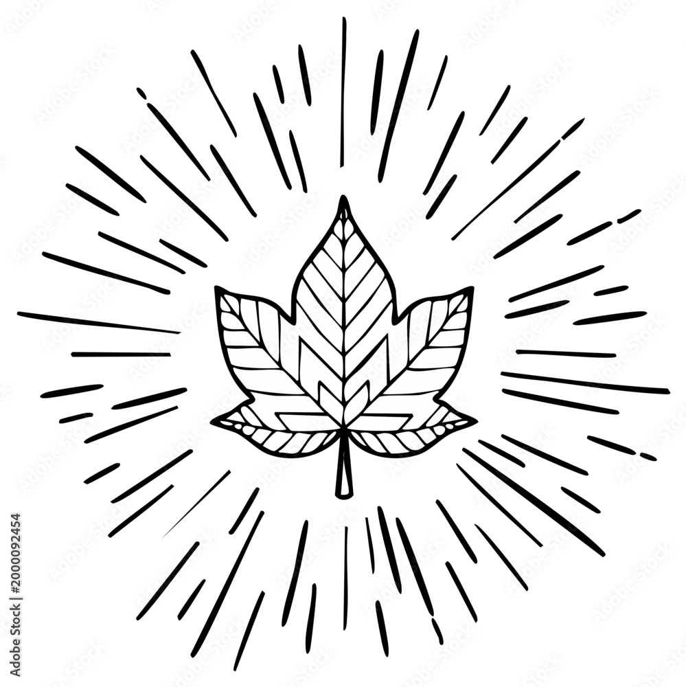 Obraz premium Outline of a maple leaf with radiating lines, nature-themed illustration