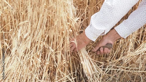 Woman farmer harvesting golden wheat with sickle in summer