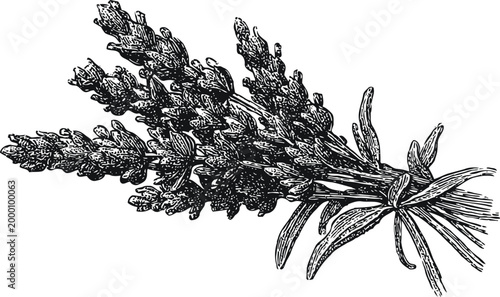 vintage illustration of lavender bouquet tied with string, detailed herbal plant drawing