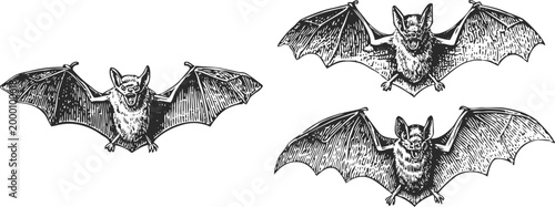 Hand drawn bats in flight vintage halloween vampire mammals with spread wings night creatures, spooky gothic vector sketch