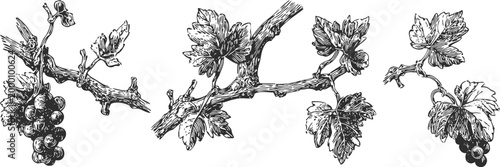 Vintage grapevine illustration with clusters and leaves on twisting branches
