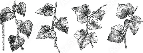 Hand drawn vine branches with leaves in vintage botanical sketch style, natural plant elements illustration