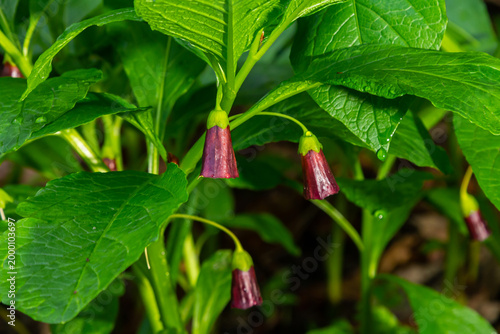 Foto Scopolia carniolica, the European scopolia or henbane bell, is a poisonous plant