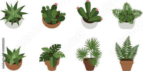 Collection of various potted plants and succulents on white background