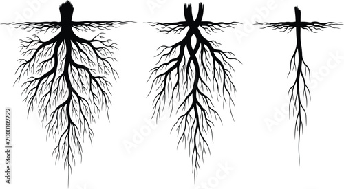 Root system, tree roots, underground, vector illustration, black and white