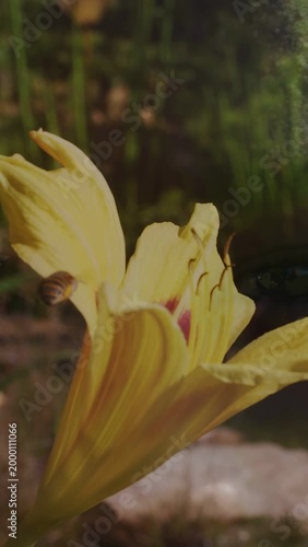 Vertical video: Yellow lily drawing bees with nectar scent bees hovering probing stamen for garden