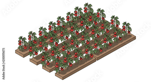 Illustration of vibrant tomato plants growing in orderly rows within a greenhouse setting, showcasing lush green foliage and ripe red tomatoes on a white background
