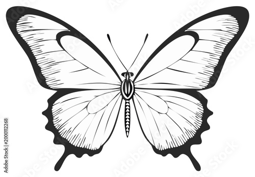 Detailed black and white illustration of a butterfly insect