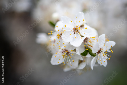Photos Elegant spray of white plum flowers drifts across a hush green field soft light