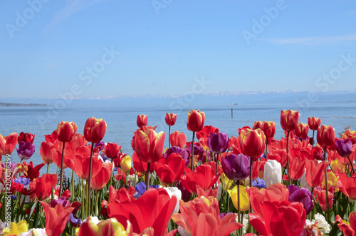 Tableau sur toile lots of red tulips with water and mountains at the background