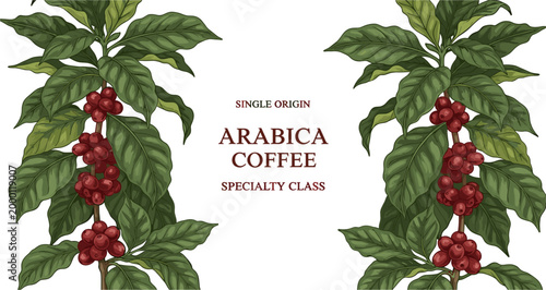 Arabica Coffee Botanical Banner with Single Origin Plant Branches Cherries Specialty Class Vector Design Illustration