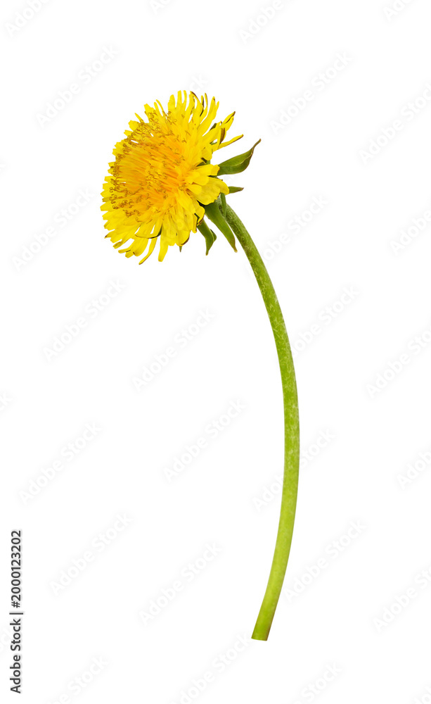 Naklejka premium Single yellow dandelion flower isolated on white or transparent background
