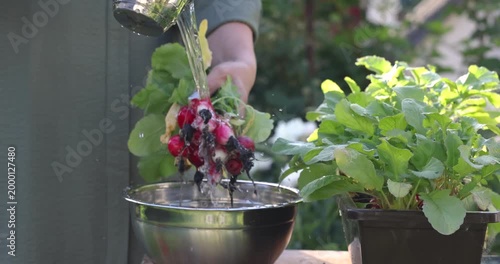 Farmer washing freshly harvested radishes in a bowl