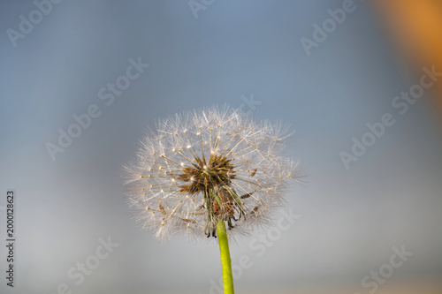 Dandelion Seed Head Close-Up Macro Photo With Delicate White Seeds and Soft Blue Bokeh Background