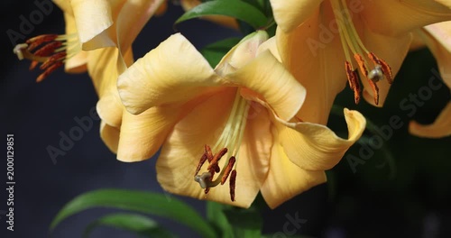 Beautiful yellow lily flowers gently swaying