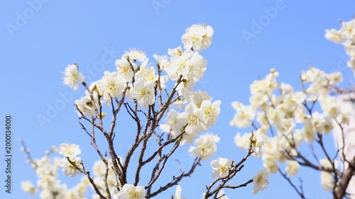 White Plum Blossoms Against a Clear Blue Sky