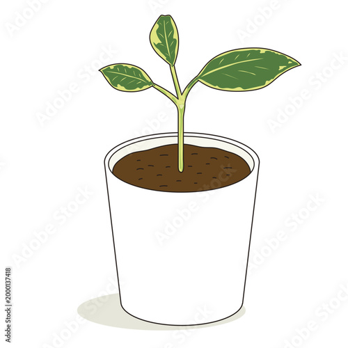 ディフェンバキアの挿し木 鉢植え