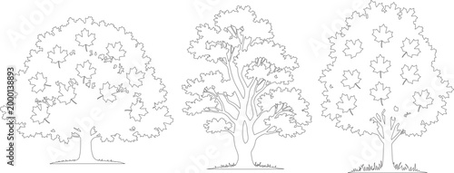 Minimalist tree line art collection, set of 3 deciduous tree vector illustrations, black and white botanical sketches for coloring or landscape design