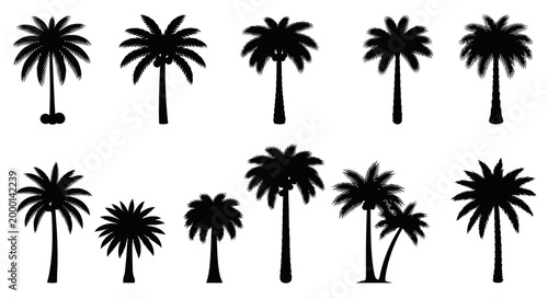 Collection of Black Palm Tree Silhouettes Isolated on White Background