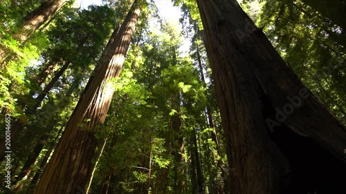 Redwood Avenue of the Giants Win in Founders Grove Humboldt California USA
